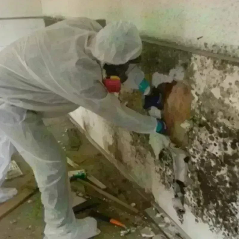 Mold Remediation and Removal in Colby, KS